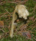 Monotropa_hypopitys