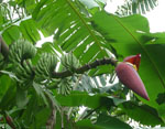 Musa_acuminata_subsp__malaccensis