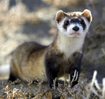 Mustela_putorius_furo