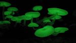 Mycena_chlorophos