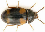 Mycetophagus_quadripustulatus