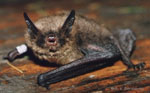 Myotis_brandtii