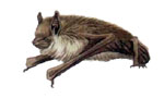 Myotis_davidii