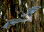 Myotis_lucifugus