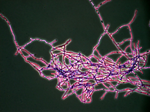 Myriococcum_thermophilum