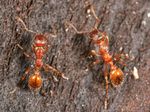 Myrmica_rubra