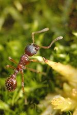 Myrmica_ruginodis