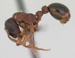 Myrmica_sulcinodis