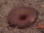 Myxicola_infundibulum