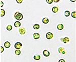 Nannochloropsis_oceanica_CCMP1779