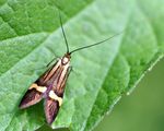 Nemophora_degeerella