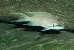 Neolamprologus_brichardi