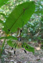 Nephila_clavipes