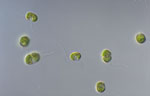 Nephroselmis_olivacea
