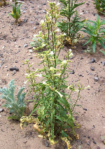 Nicotiana_attenuata_cultivar_Arizona