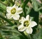 Nicotiana_obtusifolia