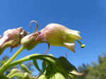 Nicotiana_otophora