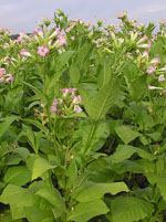 Nicotiana_sylvestris