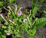 Nicotiana_tabacum