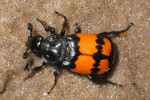 Nicrophorus_vespilloides