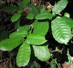 Notholithocarpus_densiflorus