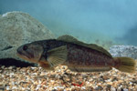 Notothenia_coriiceps