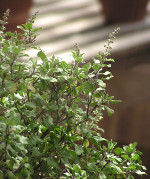 Ocimum_tenuiflorum