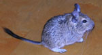 Octodon_degus