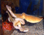 Octopus_bimaculoides