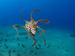 Octopus_cyanea