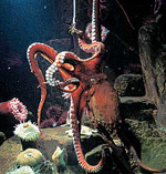 Octopus_dofleini