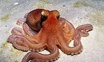 Octopus_kaurna