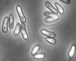 Octosporea_bayeri_OER_3_3