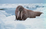 Odobenus_rosmarus_divergens