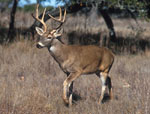 Odocoileus_virginianus