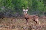 Odocoileus_virginianus_texanus