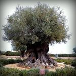 Olea_europaea_subsp__europaea