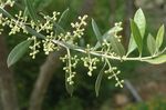 Olea_europaea_var__sylvestris