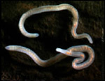 Oligochaete_sp__IRT_2002