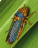 Oncometopia_nigricans