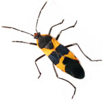 Oncopeltus_fasciatus