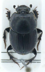 Onthophagus_taurus