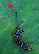 Ophiocordyceps_australis_1348a