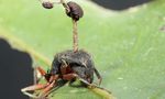 Ophiocordyceps_camponoti_rufipedis_Map16