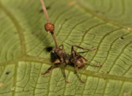 Ophiocordyceps_unilateralis_SC16a