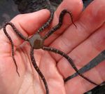 Ophionereis_fasciata