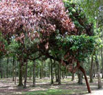 Ophiostoma_clavigerum