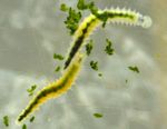 Ophryotrocha_diadema