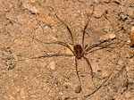 Opiliones_sp__IRT_2002