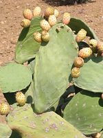 Opuntia_ficus_indica